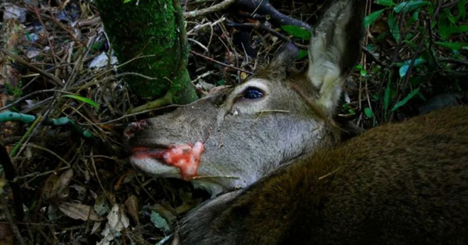 head of poisoned deer