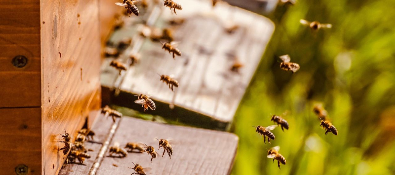 beehives by pixabay.com