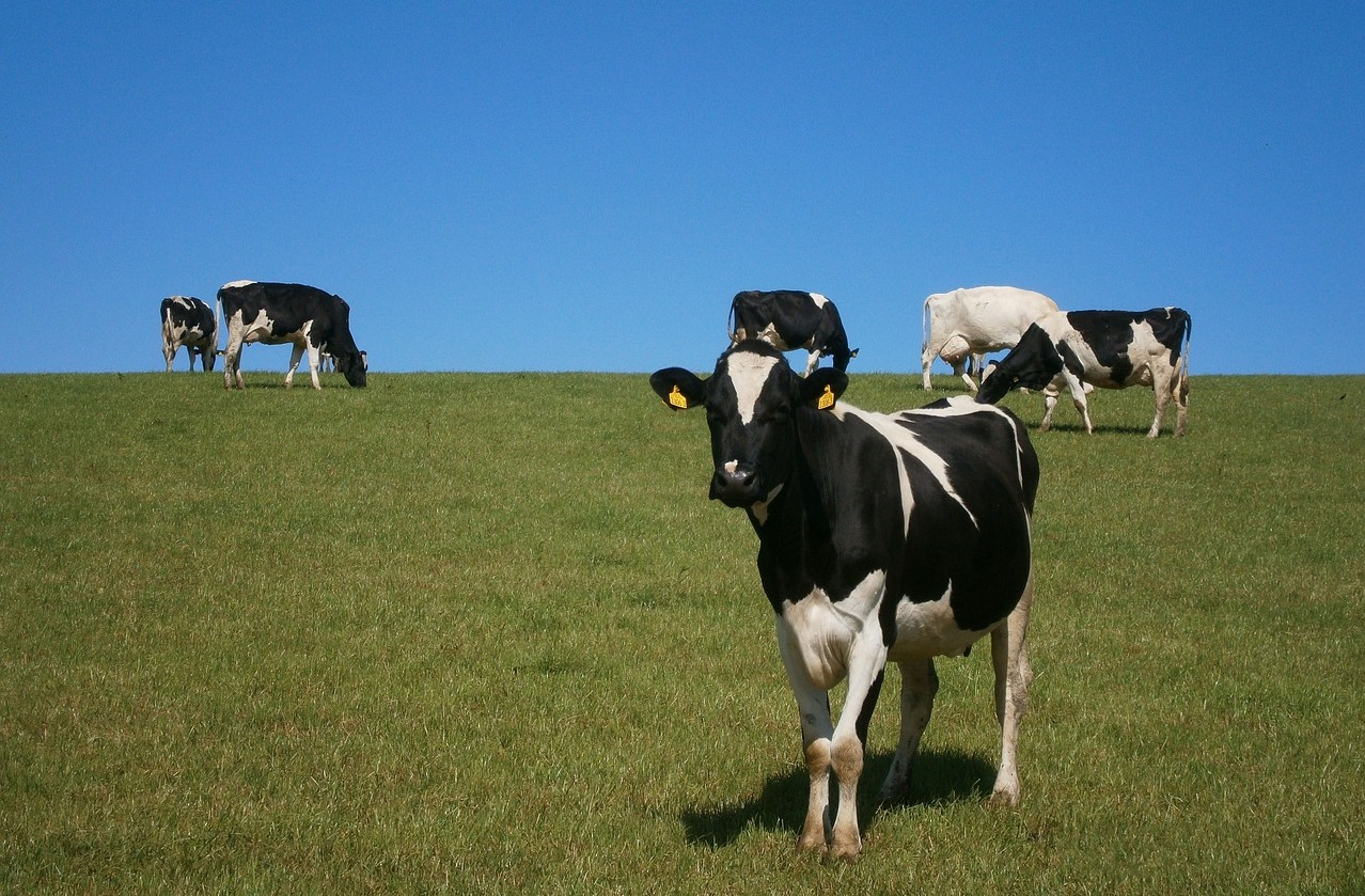 several cows in a field