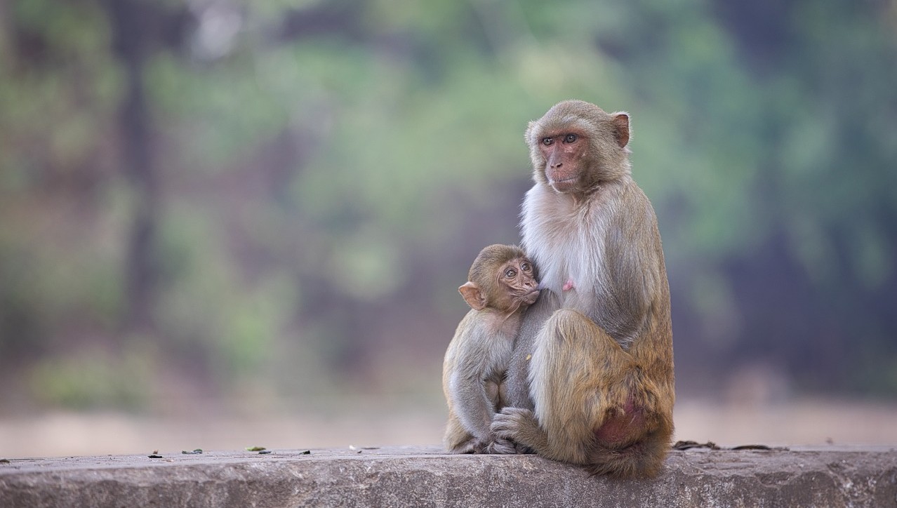 monkey with her baby