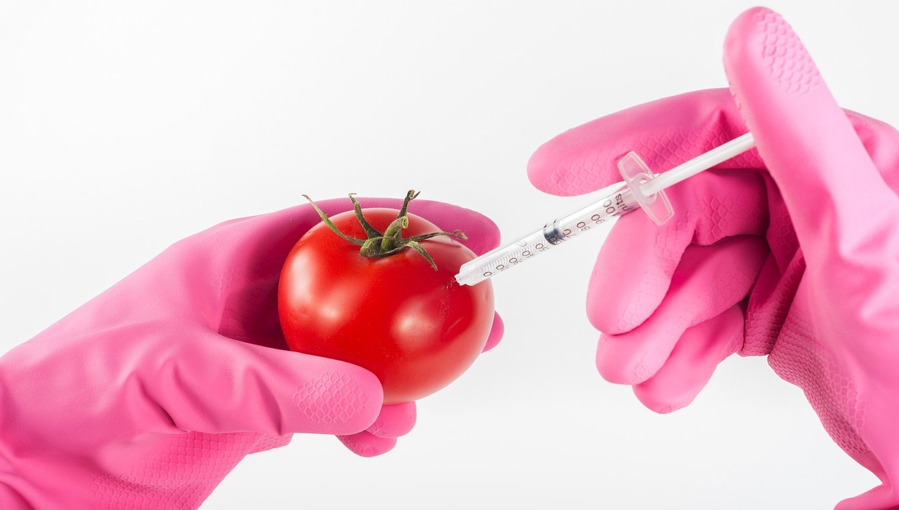 gloved hands injecting tomato with syringe