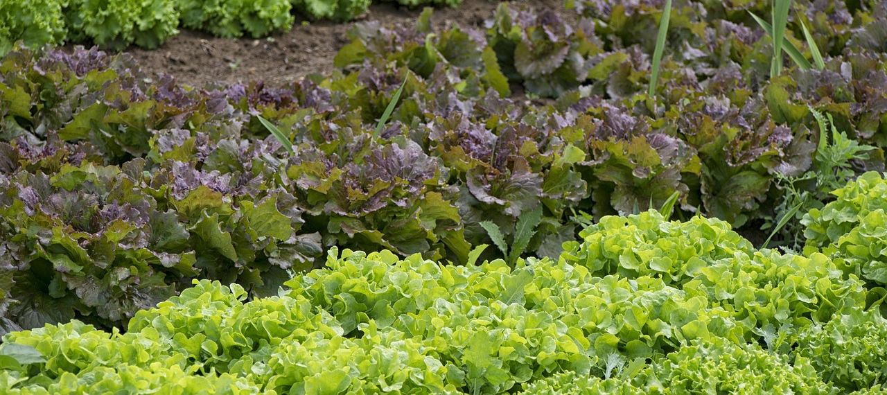 vegetable garden Image by Edar from Pixabay