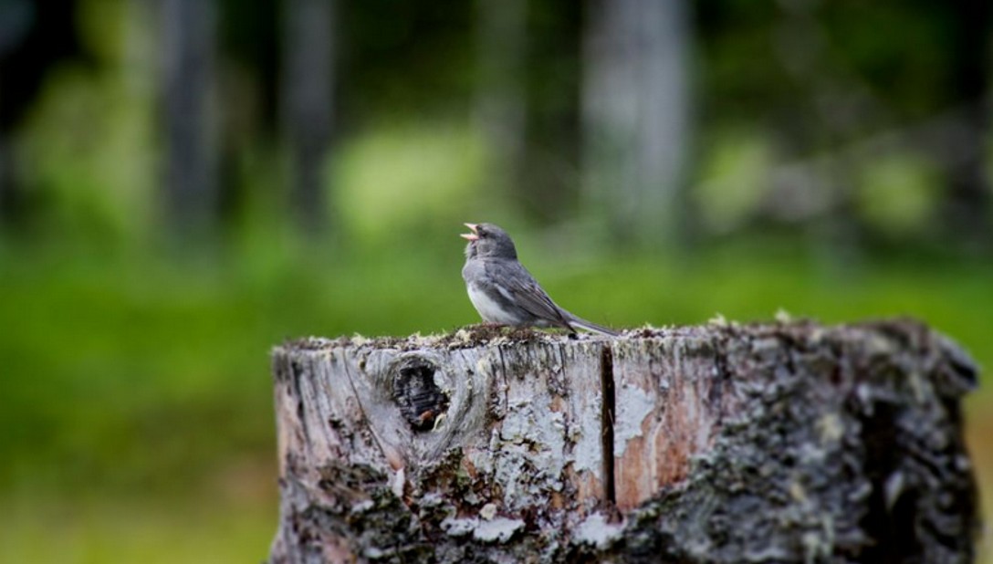 sparrow on a tree stump