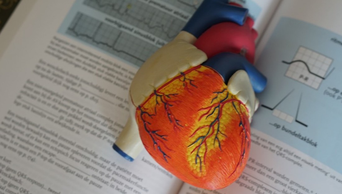 heart model on text book